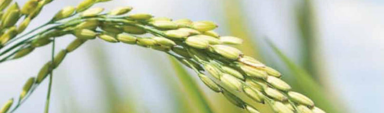 The Scoop on Stabilized Rice Bran for Horses