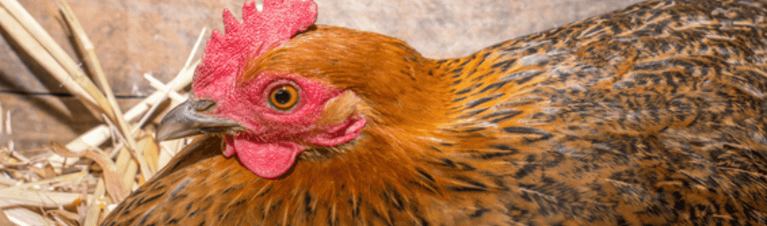 5 Tips for Dealing with Broody Hens
