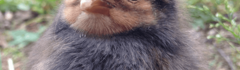 In-Depth Guide to Chick Feed for Baby Chickens