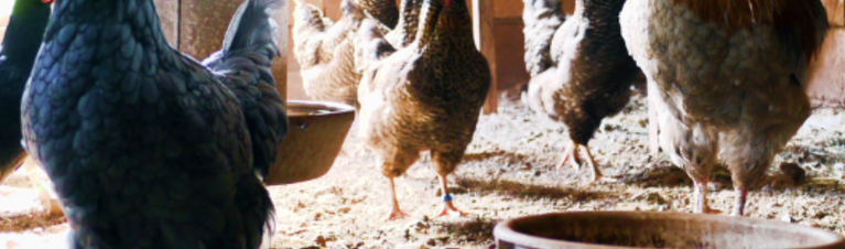 Top 10 Tips for a Healthy Flock