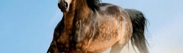 The Hard Keeper: Horse Weight Gain Tips