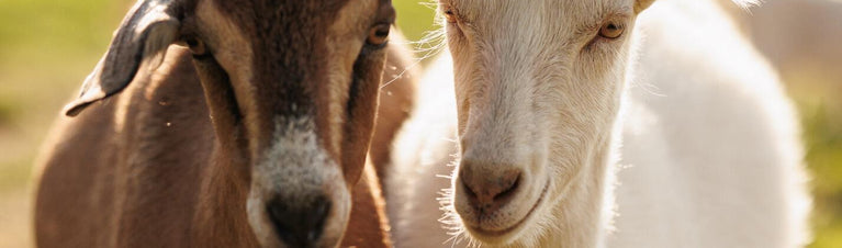 Raising Dairy Goats: A Guide to Breeds