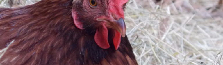 Chicken Breed Spotlight: Rhode Island Reds