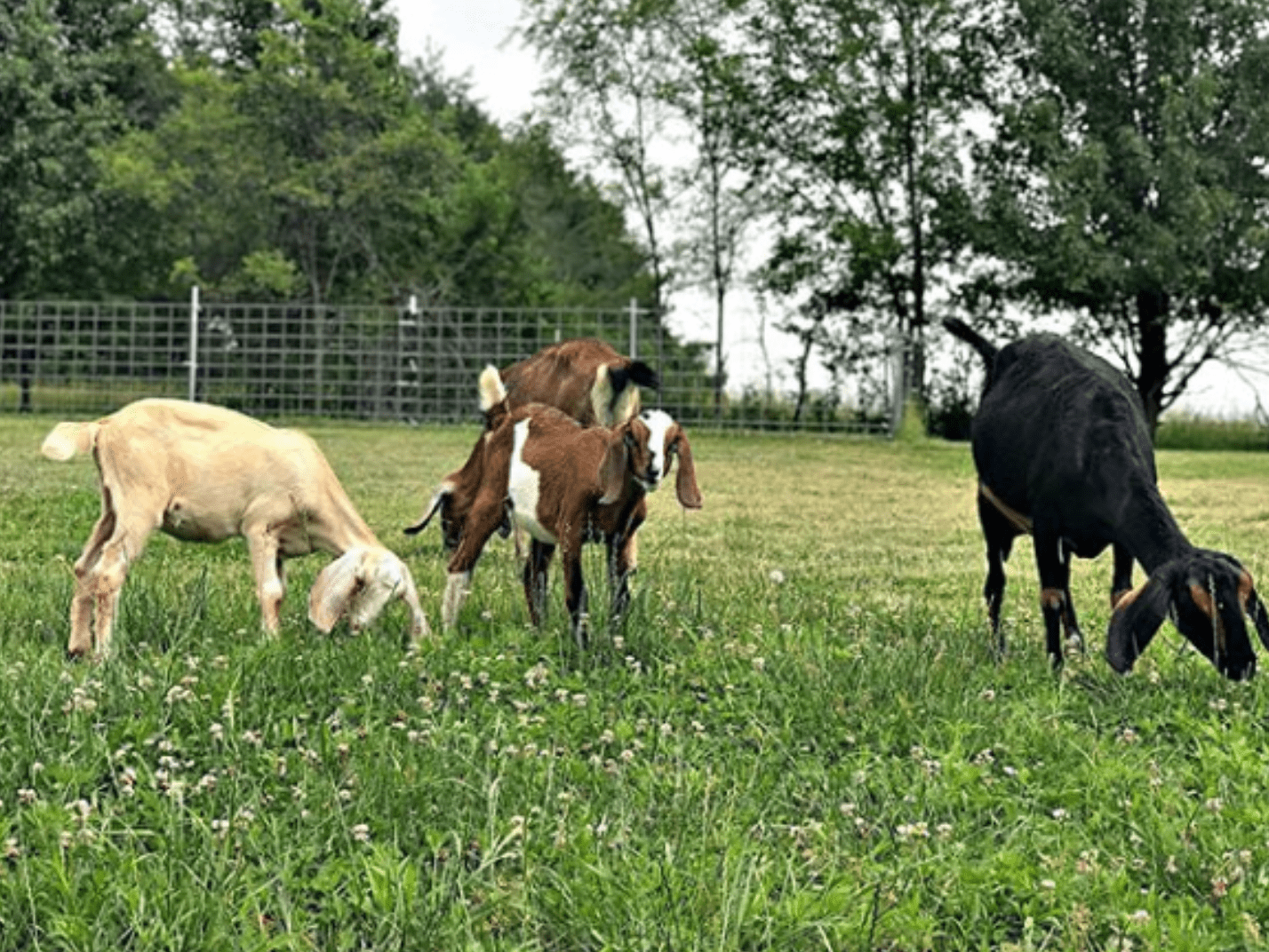 What Goats Can't Eat Around Your Homestead, Including Table Scraps!