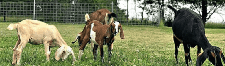 What Goats Can’t Eat Around Your Homestead, Including Table Scraps!