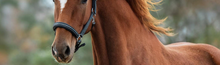 Solutions For How To Put Weight On A Horse