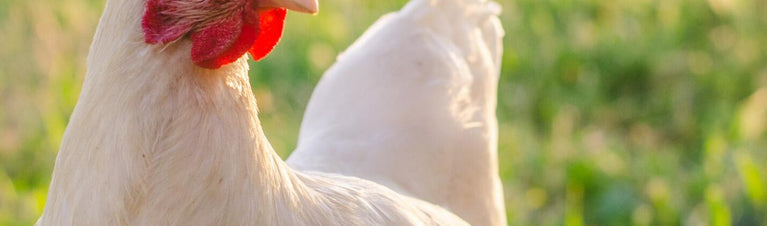 Top 8 Tips for Keeping Your Backyard Chickens Cool in the Summer