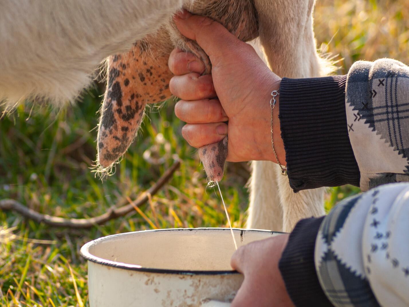 Hand Milking Goats And Cows photo