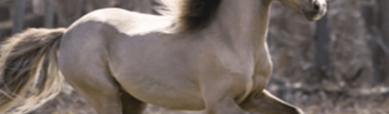 Imagine a Mini: Miniature Horse Training Basics