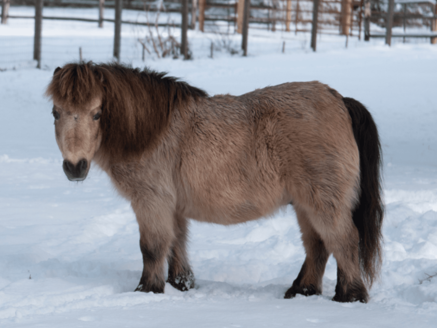 Mighty Minis: Miniature Horse Breed Profile | MannaPro