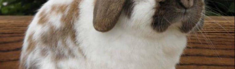 4 Frequently Asked Questions about Calf-Manna® for Rabbits