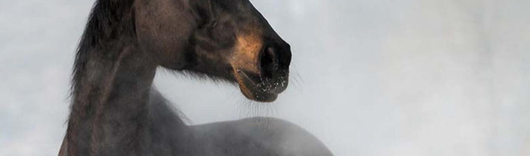 6 Common Misconceptions About Rain Rot in Horses