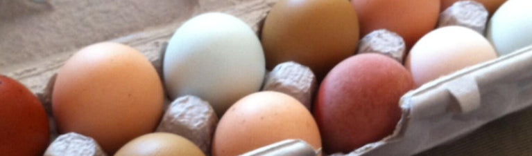 Chicken Breeds Selection for a Rainbow Egg Basket