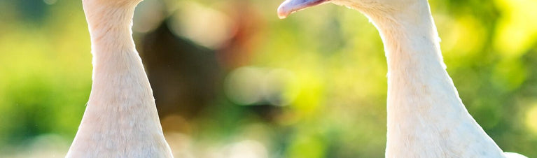 Ultimate Guide to Raising Pet Ducks