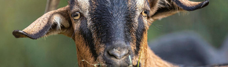 Dealing With Goat Scours | Treatment for Diarrhea in Goats