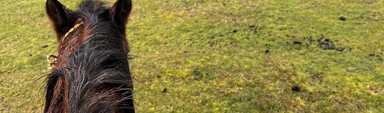 Preventing and Treating the 6 Most Common Skin Irritations in Horses