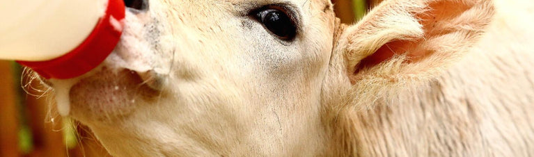 Milk Replacers: Bottle Feeding & Beyond