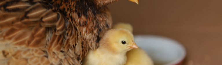 When Do Chickens Start Laying Eggs?