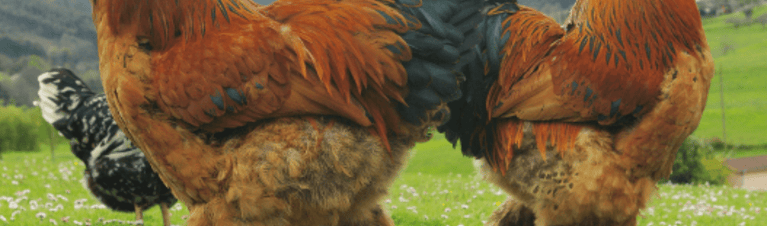 A Comprehensive Guide to Giant Brahma Chickens