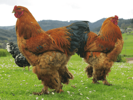 A Comprehensive Guide to Giant Brahma Chickens