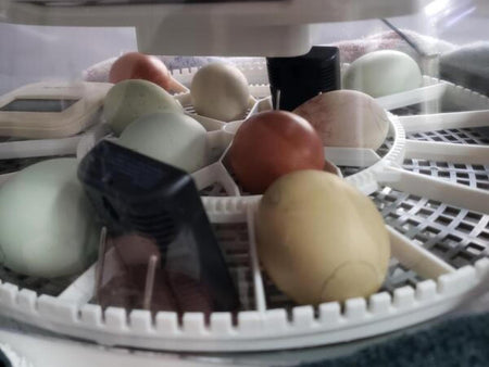 Hatching Eggs the Easy Way with the Best Chicken Incubator