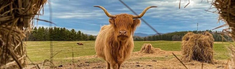 Breed Profile: Highland Cows