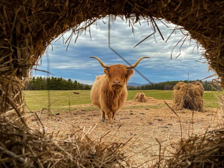 Breed Profile: Highland Cows