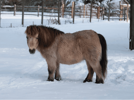 Mighty Minis: Miniature Horse Breed