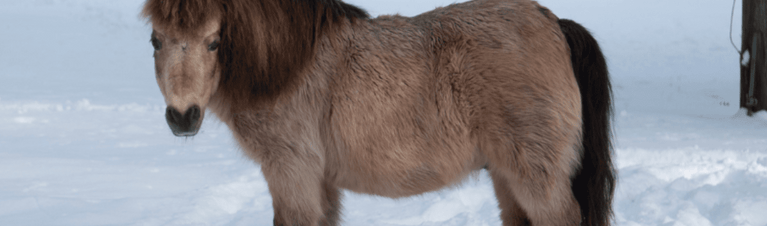 Mighty Minis: Miniature Horse Breed Profile