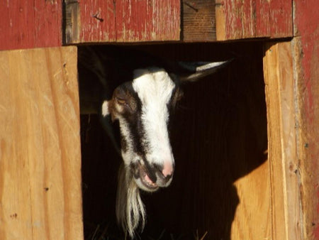 Goats: Caring for Pregnant Does – Part 1