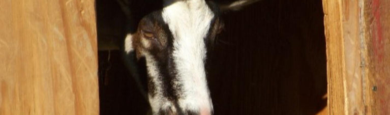 Goats: Caring for Pregnant Does – Part 1