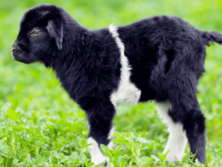 A Guide to Buying a New Goat