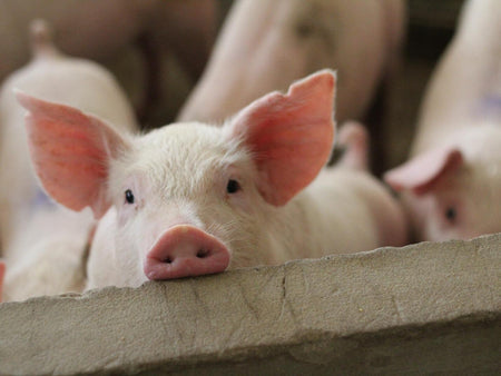 Raising Pigs for Meat