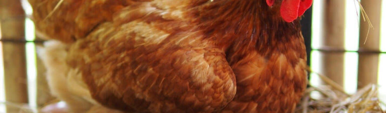 The Lowdown on Layers: Top 5 Best Egg Laying Chickens