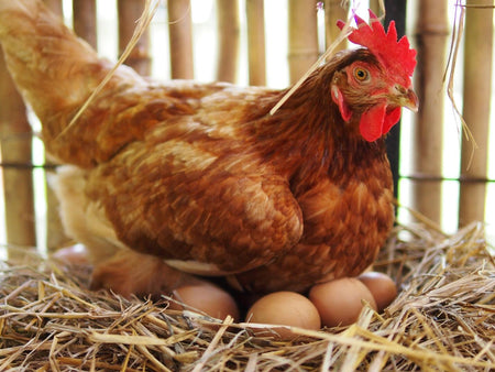 The Lowdown on Layers: Top 5 Best Egg Laying Chickens