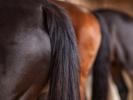 Horse Skin Conditions: Battling Tail Rubbing