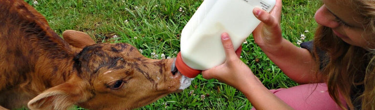 Bottle Calves: 5 Survival Tips