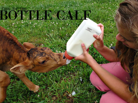 Bottle Calves: 5 Survival Tips