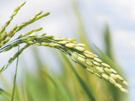 The Scoop on Stabilized Rice Bran for Horses