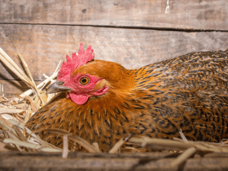 5 Tips for Dealing with Broody Hens