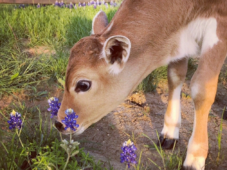 The Importance of Electrolytes for Calves