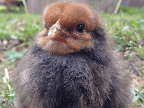 Image showcasing In-Depth Guide to Chick Feed for Baby Chickens | What to Feed Baby ...