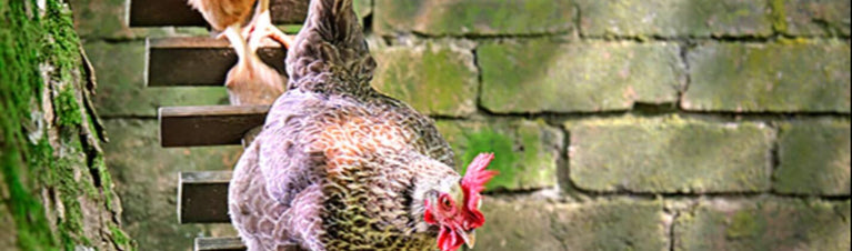 Housekeeping for Chicken Keepers