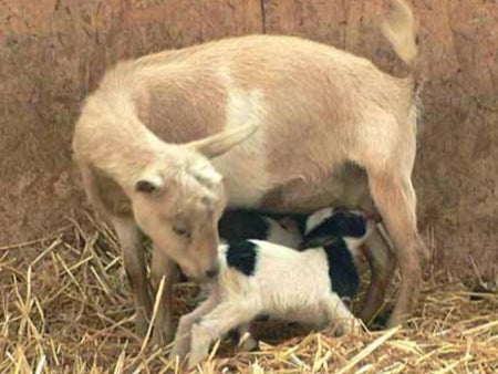 Goat Kids: Dam- vs. Bottle-Fed