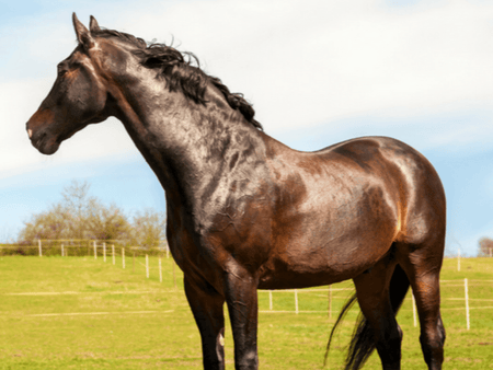 Time to Shine! 5 Tips for a Shiny Horse Coat