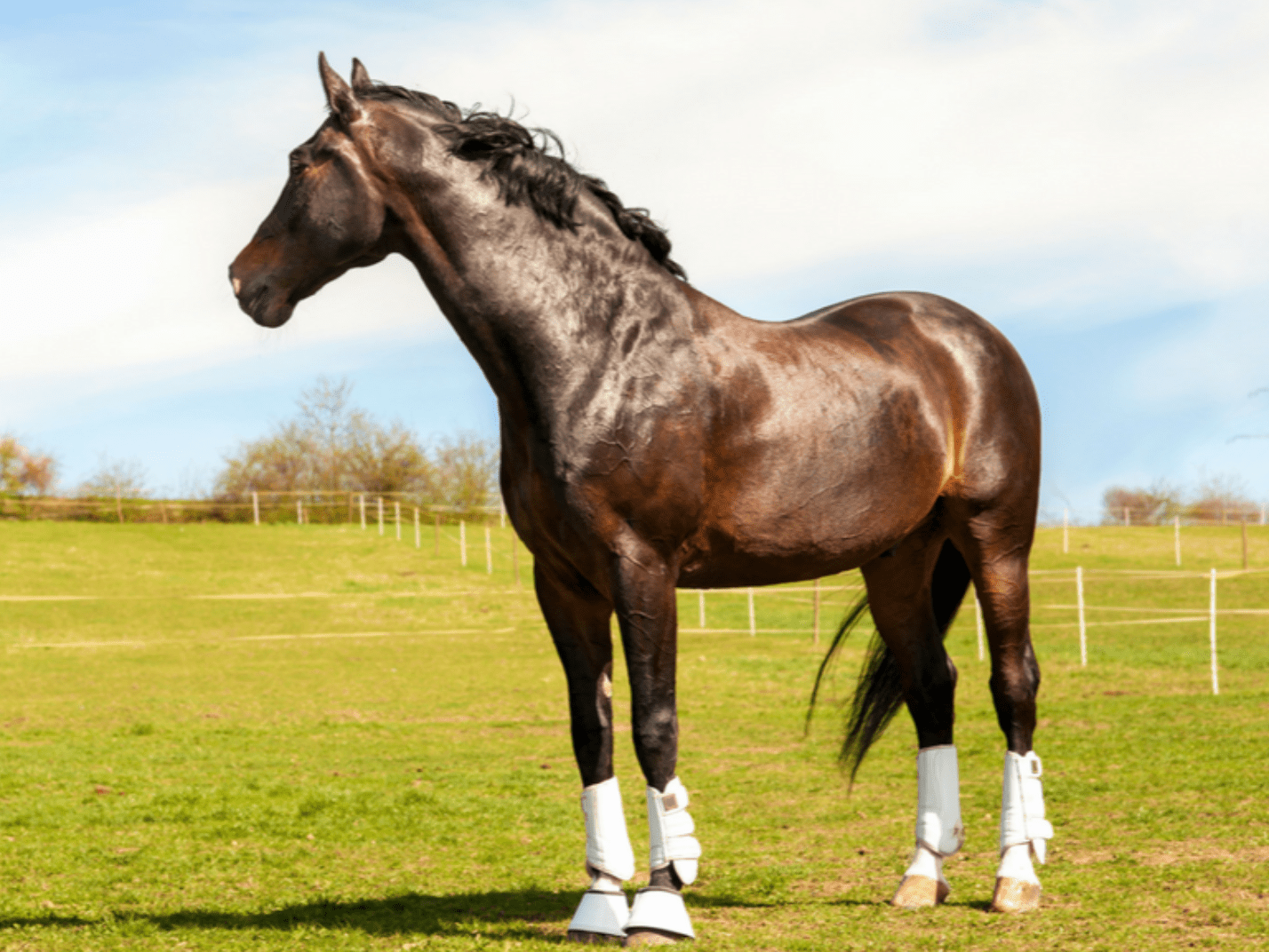 The Real Facts on Stabilized Rice Bran for Horses | MannaPro