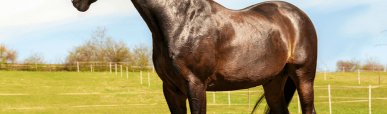 The Real Facts on Stabilized Rice Bran for Horses