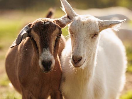 Raising Dairy Goats: A Guide to Breeds