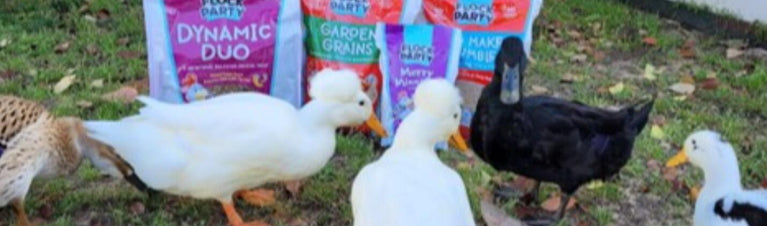 Quack-tastic Adventures in Duck Nutrition and Beyond!