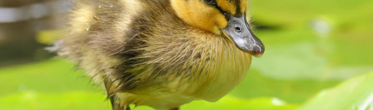 Raising Ducks